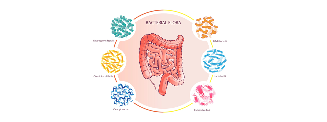 A Breakthrough Supplement for Leaky Gut