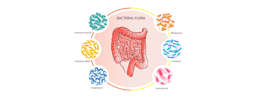 A Breakthrough Supplement for Leaky Gut